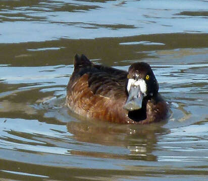 Image of Greater Scaup