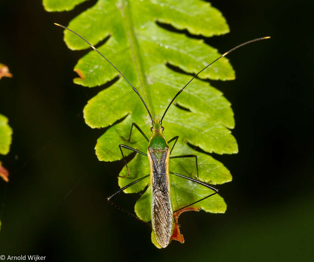 Imagem de Leptocorisa costalis Herrich-Schäffer 1846