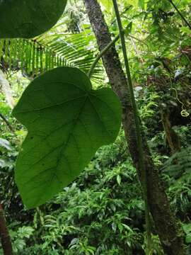 Passiflora crassifolia Killip的圖片