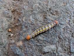 Image of Red-humped Oakworm