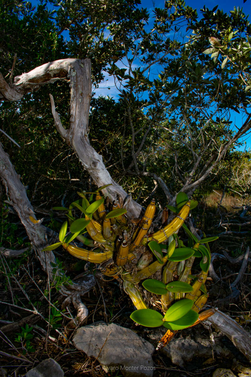 Image of Myrmecophila christinae Carnevali & Gómez-Juárez