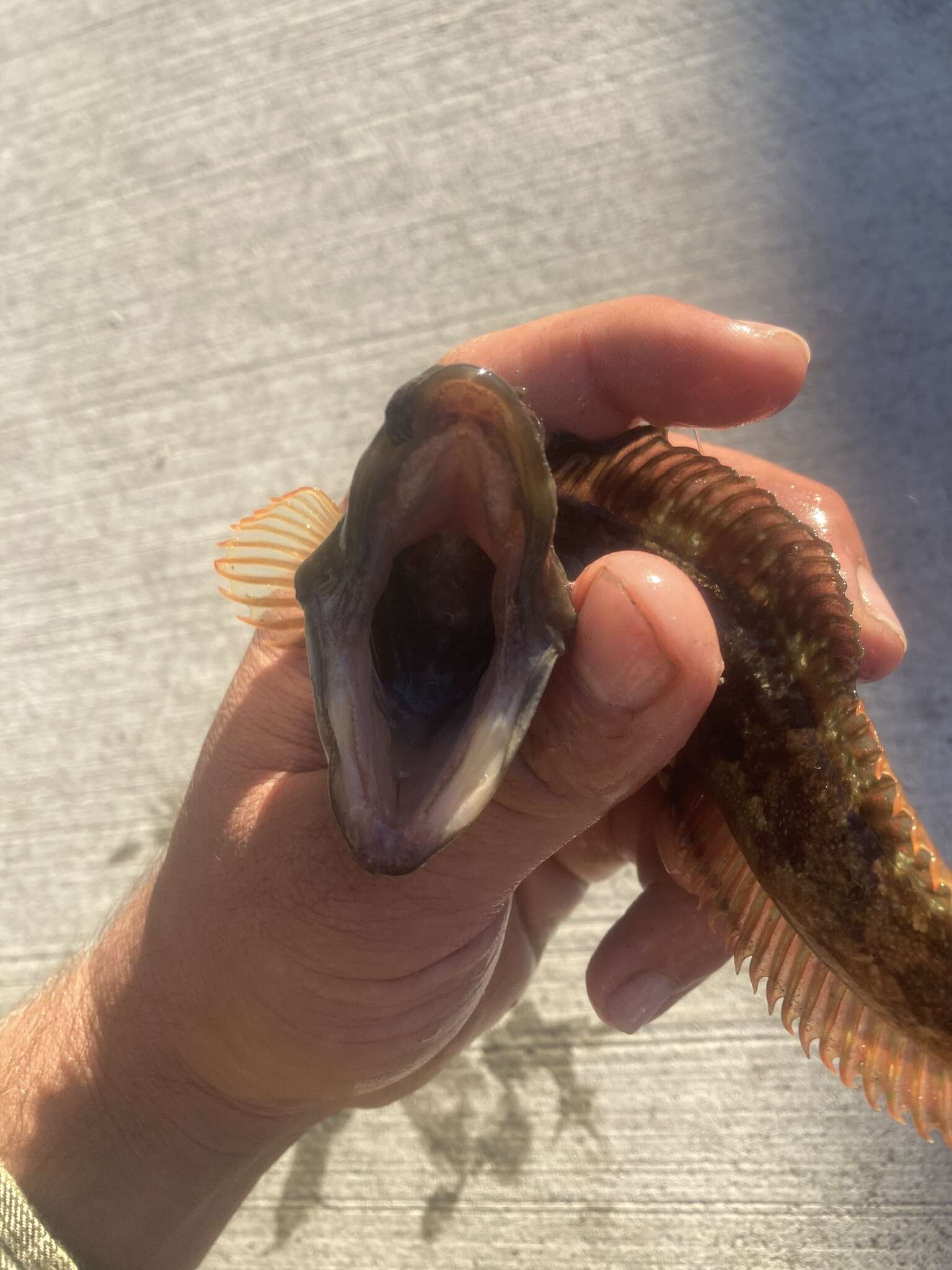 Image of One-Spot Fringehead