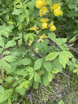 Image of slender goldenbanner