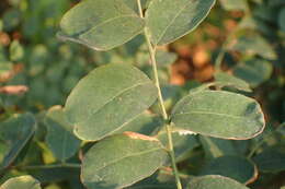 Image of Potato bush