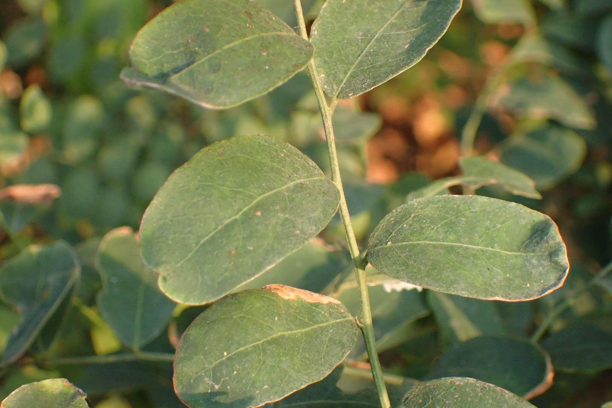 Image de Phyllanthus reticulatus Poir.