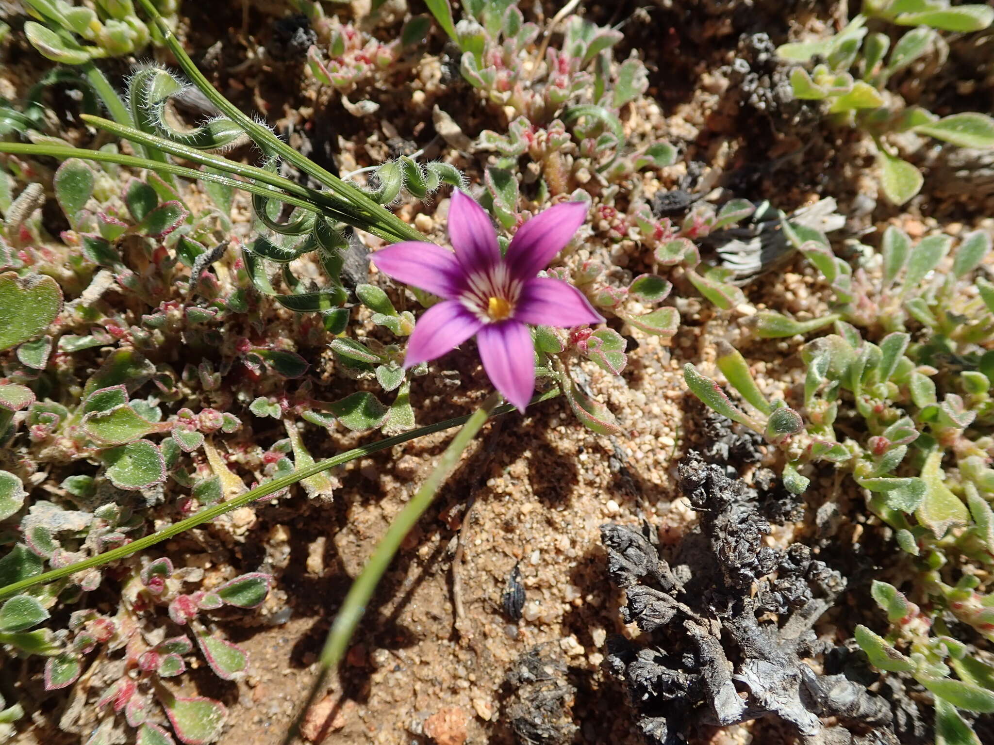 Image of Romulea kamisensis M. P. de Vos