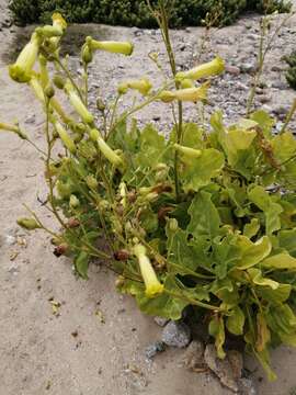 Image of Nicotiana solanifolia Walp.