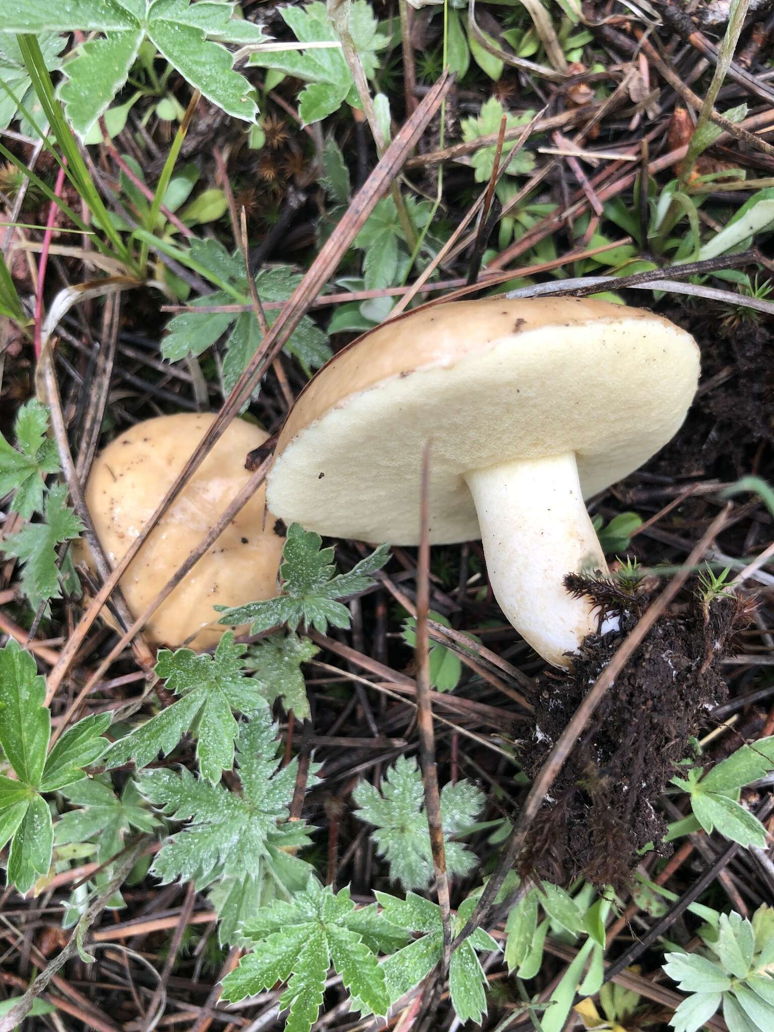 Plancia ëd Suillus occidentalis Thiers 1976