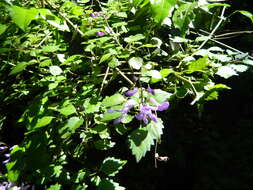 Image de Plectranthus saccatus subsp. saccatus