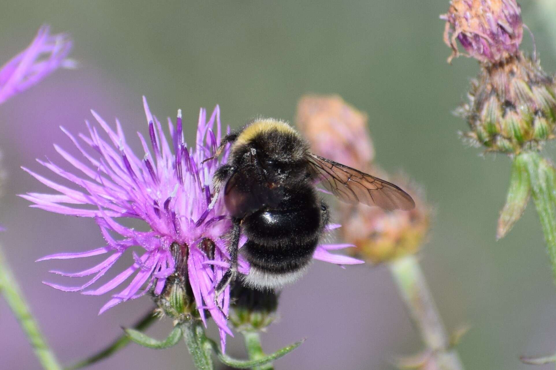 Слика од Bombus occidentalis occidentalis Greene 1858