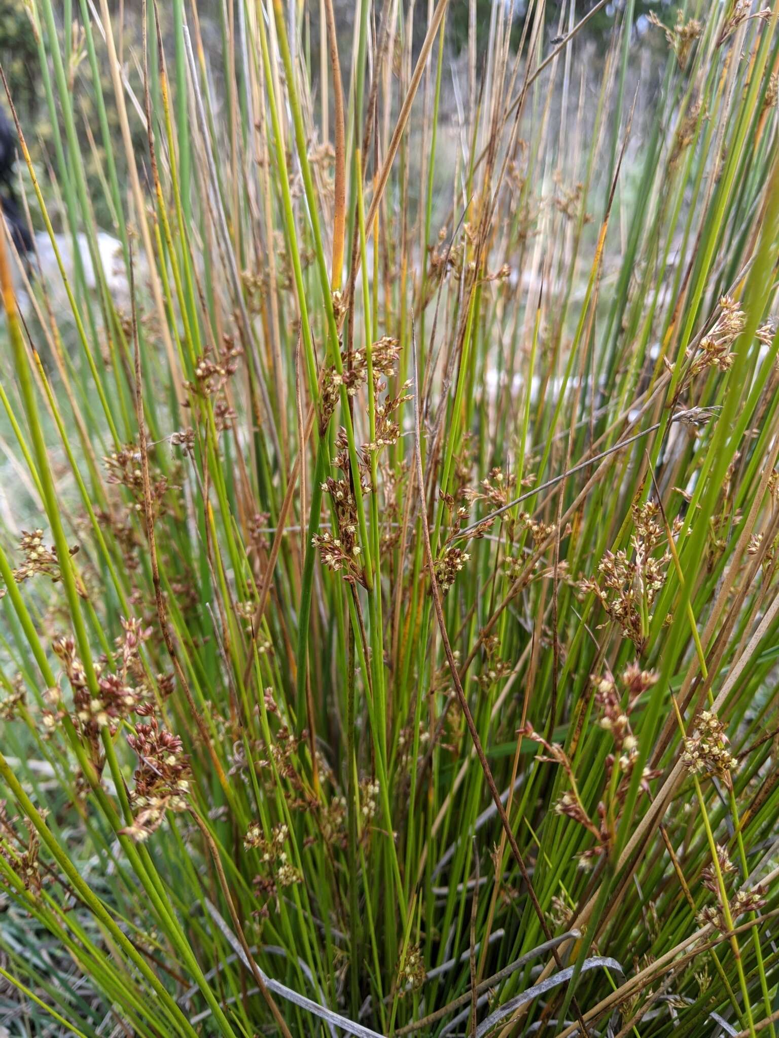 Image of Juncus pauciflorus R. Br.