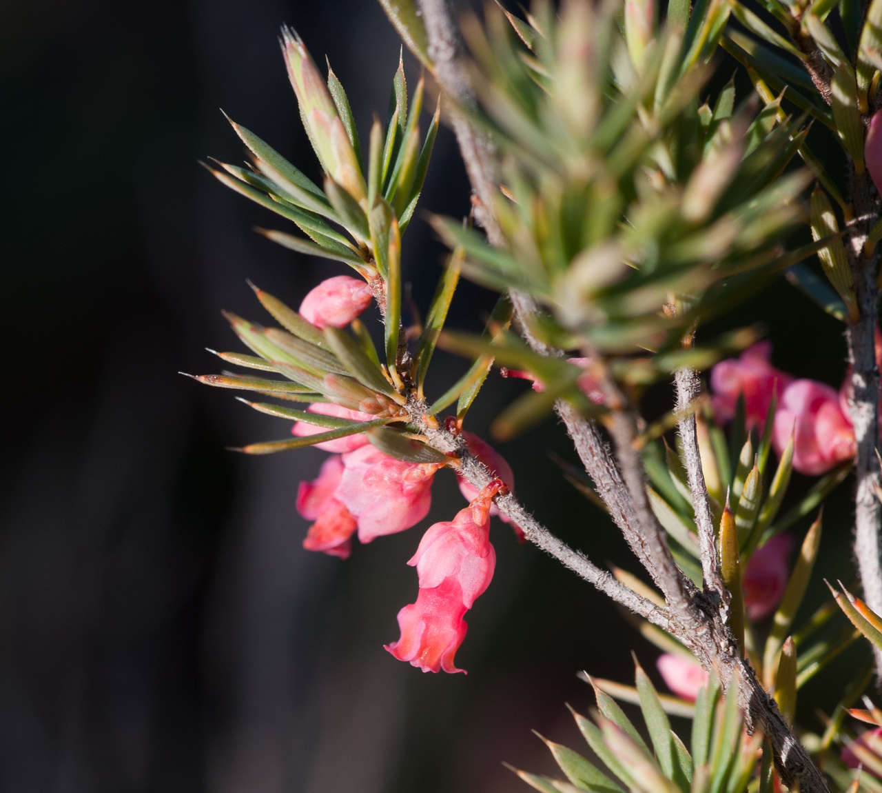 صورة Brachyloma ericoides subsp. ericoides