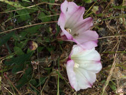 Image of Pacific false bindweed