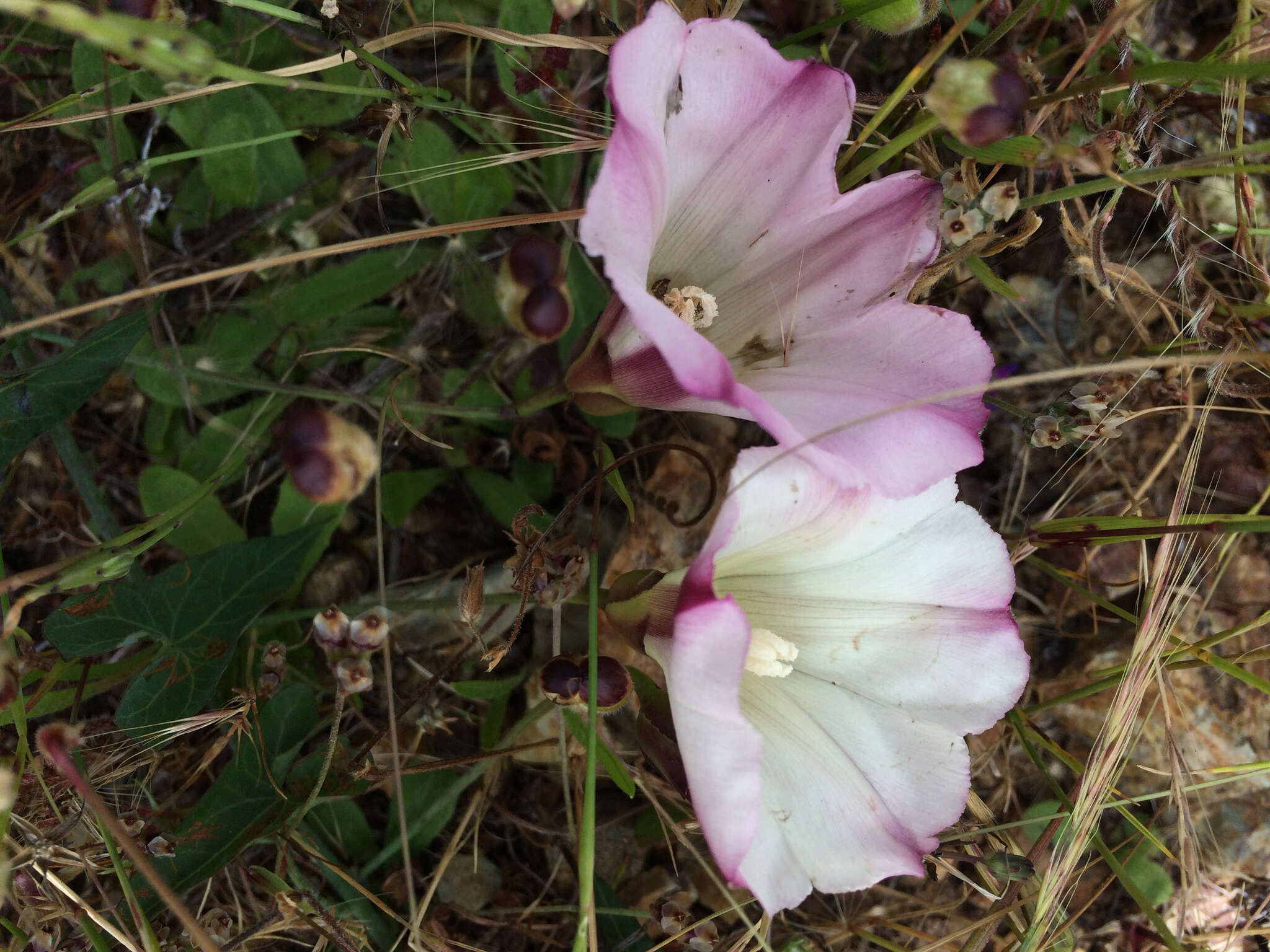 Image of Pacific false bindweed