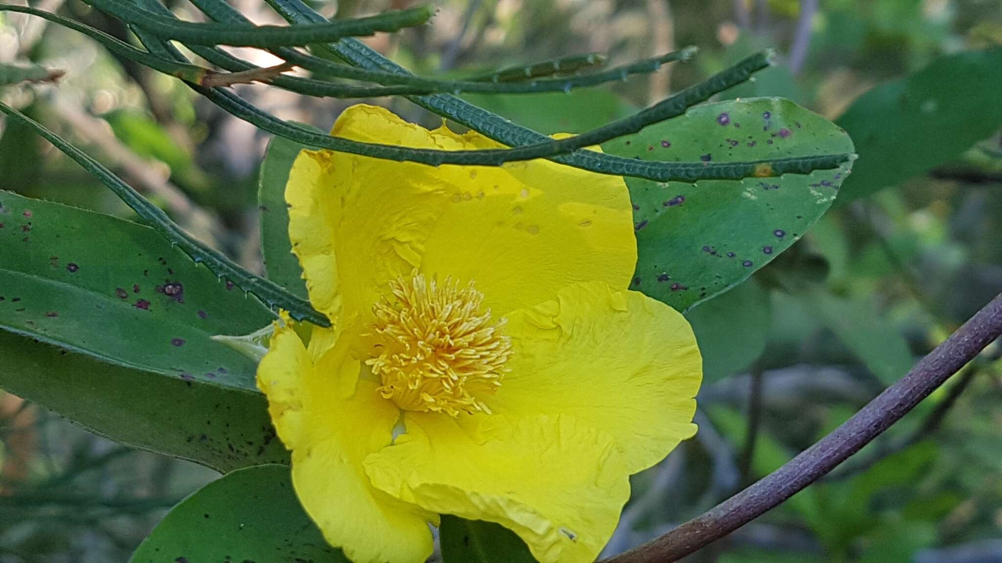 Image of Hibbertia scandens (Willd.) Gilg