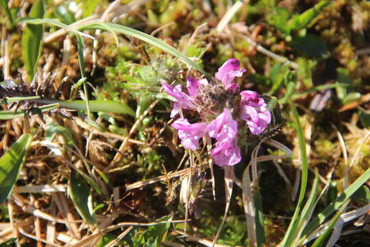 Image of Pedicularis arctoeuropaea (Hultén) U. Molau & D. F. Murray