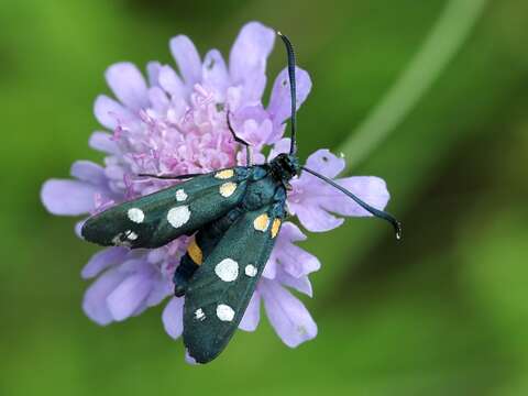 Image of Zygaena ephialtes Linnaeus 1767