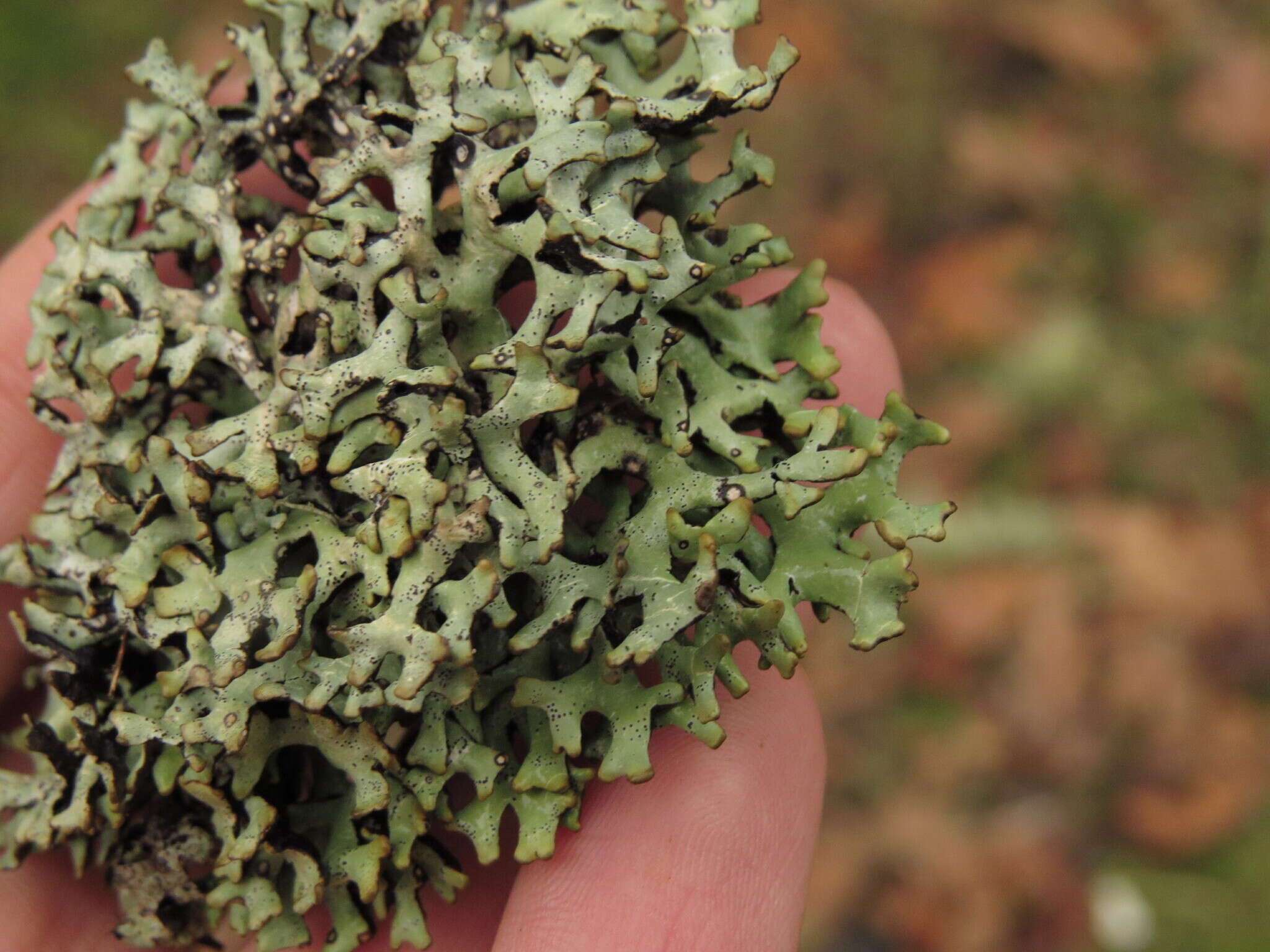 Image of inactive tube lichen