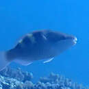 Image of Dusky-capped Parrotfish
