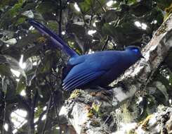 Image of Blue Coua