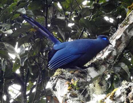 Plancia ëd Coua caerulea (Linnaeus 1766)