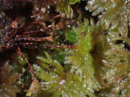 Image of Canalohypopterygium tamariscinum Kruijer 1995