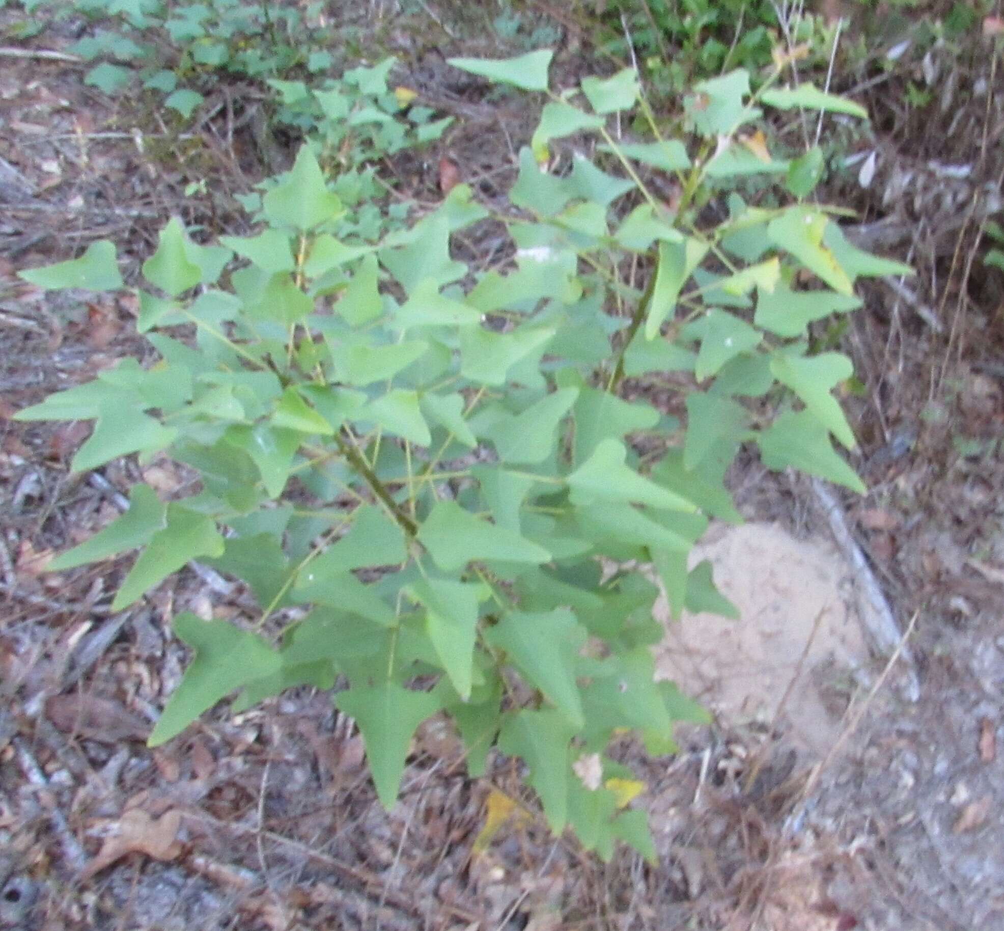 Слика од Erythrina herbacea L.