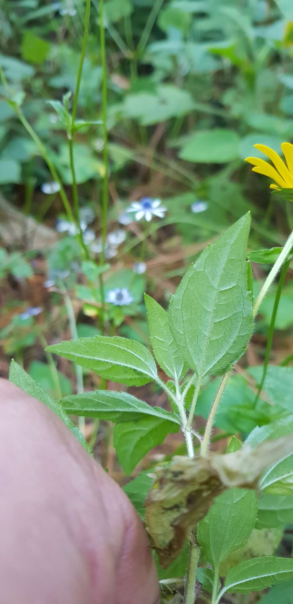 Sivun Acmella oppositifolia (Lam.) R. K. Jansen kuva