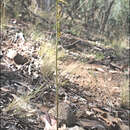 Image of Dipodium interaneum