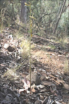 Image of Dipodium interaneum