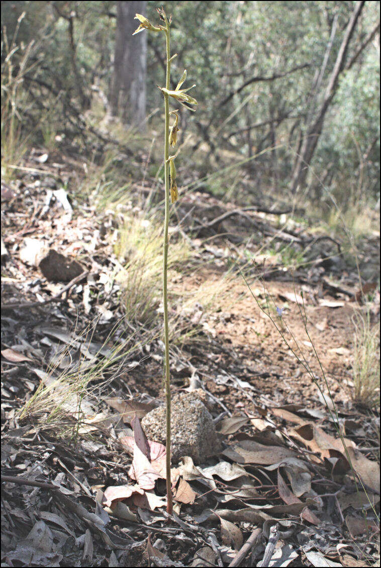 Image of Dipodium interaneum