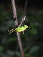 Image of Andreiniimon nuptialis (Karny 1918)