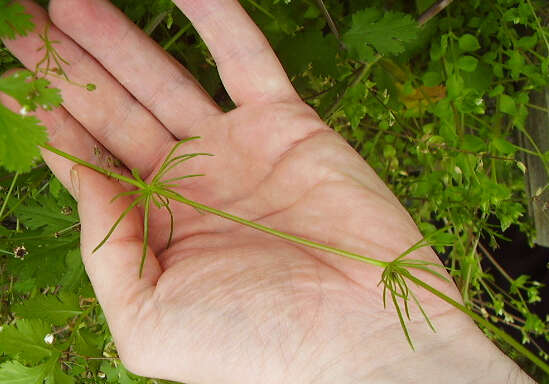 Spergula arvensis L. resmi