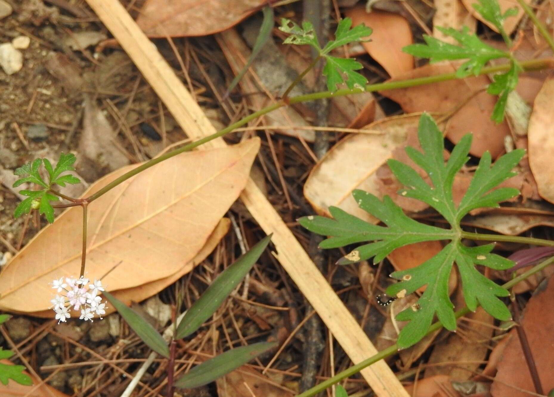 Imagem de Trachymene procumbens (F. Müll.) Benth.