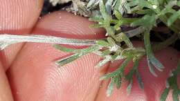 Image of Alpine Wormwood