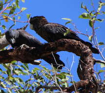 Image of Calyptorhynchus banksii naso Gould 1837