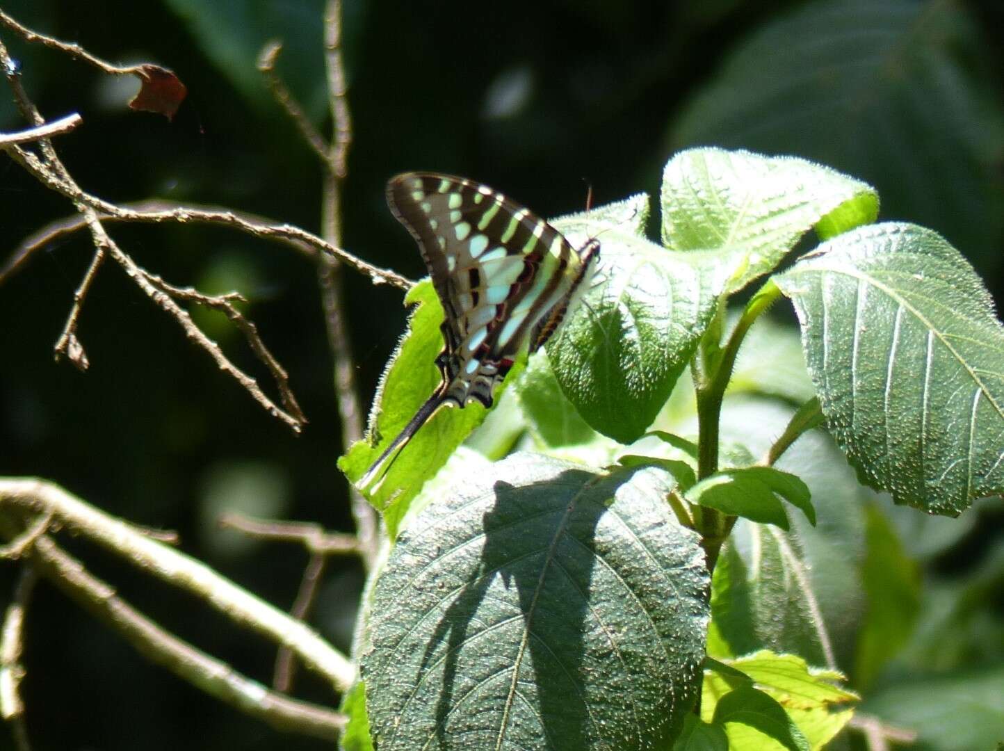 Image de Graphium policenes (Cramer (1775))