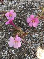 Image of Fremont's monkeyflower