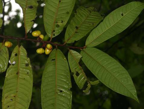 Image of Iryanthera hostmannii (Benth.) Warb.