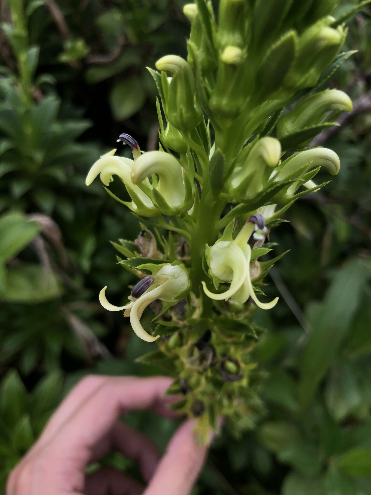 Sivun Lobelia stricta Sw. kuva