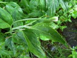 Image of Epilobium cylindricum D. Don