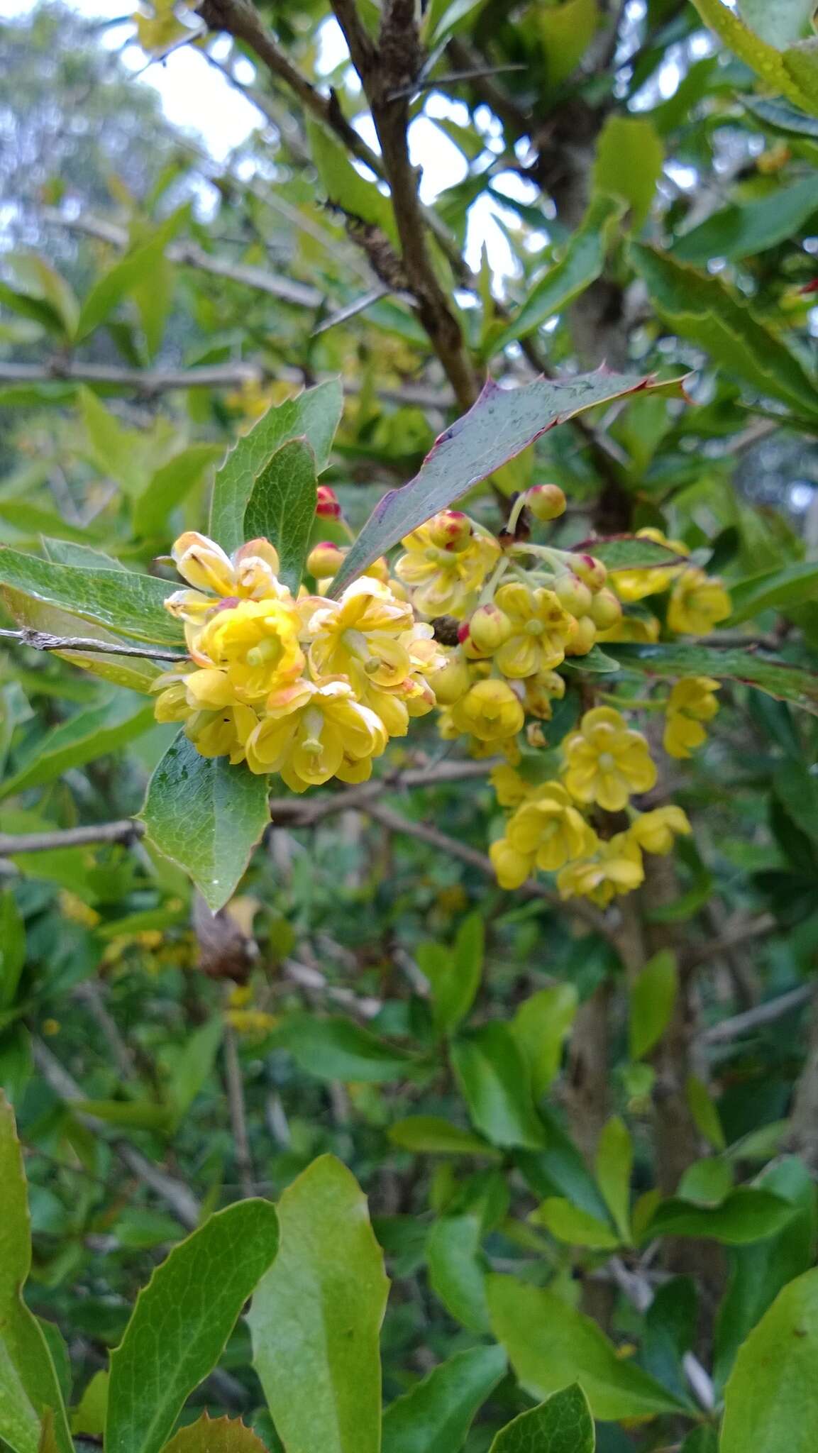 Image of Berberis glaucocarpa Stapf