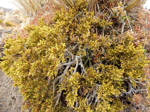 Image of Veronica tetragona subsp. tetragona