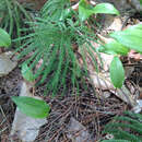 Imagem de Dendrolycopodium obscurum (L.) A. Haines