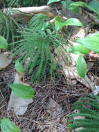 Imagem de Dendrolycopodium obscurum (L.) A. Haines