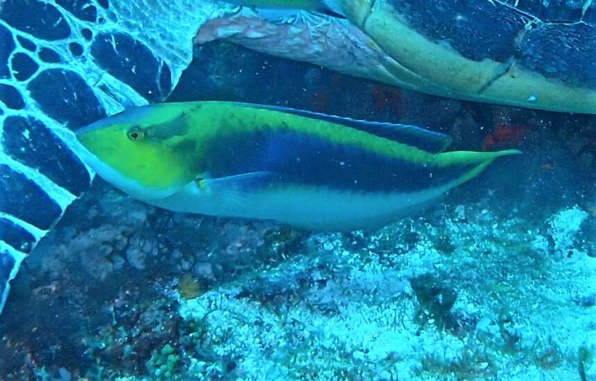 Image of Lightning Wrasse