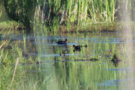 Image of Common Gallinule