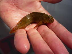 Image of Black Sea Blenny