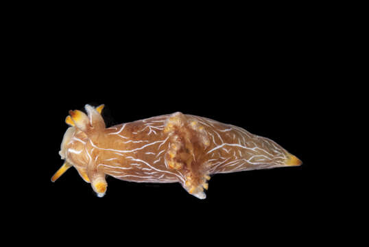 Image of Trapania cirrita Gosliner & Fahey 2008