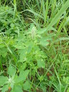 Image of Peronospora variabilis